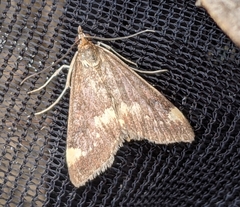 Pyrausta nicalis
