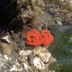 Tubulanus