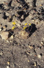 Othonna cacalioides