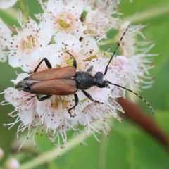 Brachyleptura