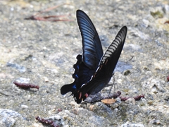 Papilio protenor