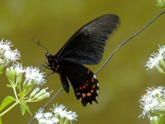 Heraclides rogeri pharnaces