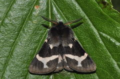 Watsonarctia deserta