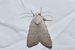 Caradrina flavirena