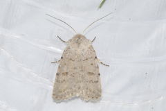Caradrina kadenii