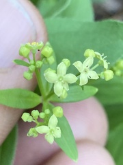 Galium oreganum