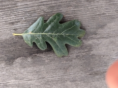 Quercus