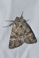 Pachetra sagittigera