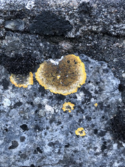 Variospora aurantia