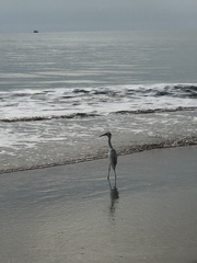 Egretta thula