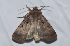 Chersotis rectangula