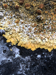 Variospora aurantia