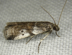 Acrobasis vaccinii