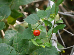 Malvaviscus arboreus drummondii