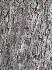 Quercus
