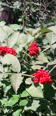 Sambucus racemosa