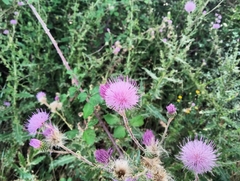 Cirsium monspessulanum