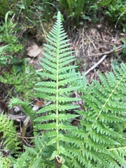 Pedicularis bracteosa