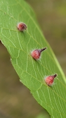 Caryomyia holotricha