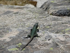 Archaeolacerta bedriagae