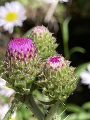 Cirsium remotifolium