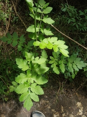 Peucedanum alsaticum