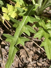 Cirsium remotifolium