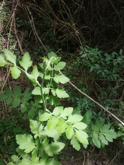 Peucedanum alsaticum