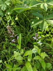 Iodanthus pinnatifidus