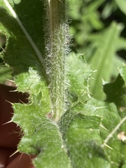 Cirsium remotifolium