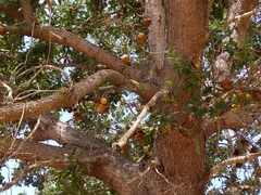 Quercus