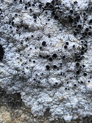 Lecanora gangaleoides