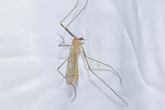 Limonia phragmitidis