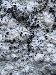 Lecanora gangaleoides