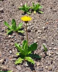 Taraxacum acricorne