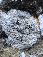 Lecanora gangaleoides