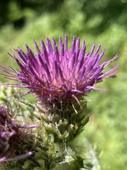 Cirsium remotifolium