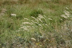 Melica transsilvanica