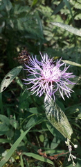 Centaurea jacea