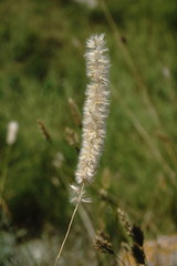 Melica transsilvanica