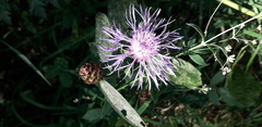 Centaurea jacea