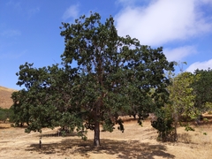 Quercus