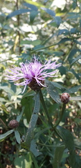 Centaurea jacea
