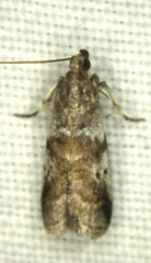 Acrobasis vaccinii