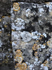 Lecanora gangaleoides