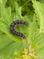Aglais urticae