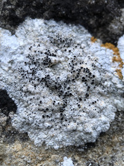Lecanora gangaleoides