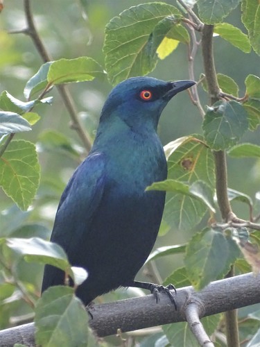 Black-bellied Starling (Notopholia corusca), photo 8