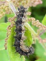 Aglais urticae