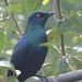 Black-bellied Starling - Photo (c) Shaun Swanepoel, some rights reserved (CC BY-NC-SA), uploaded by Shaun Swanepoel
